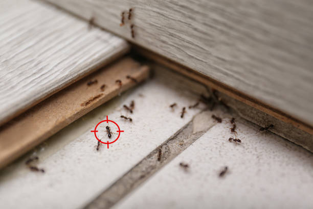 Best Best Pest Control Companies  in Nahunta, GA