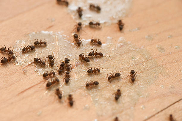 Best Pest Control Near Me  in Nahunta, GA