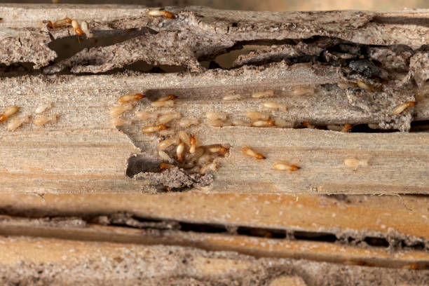 Best Pest Prevention Services  in Nahunta, GA